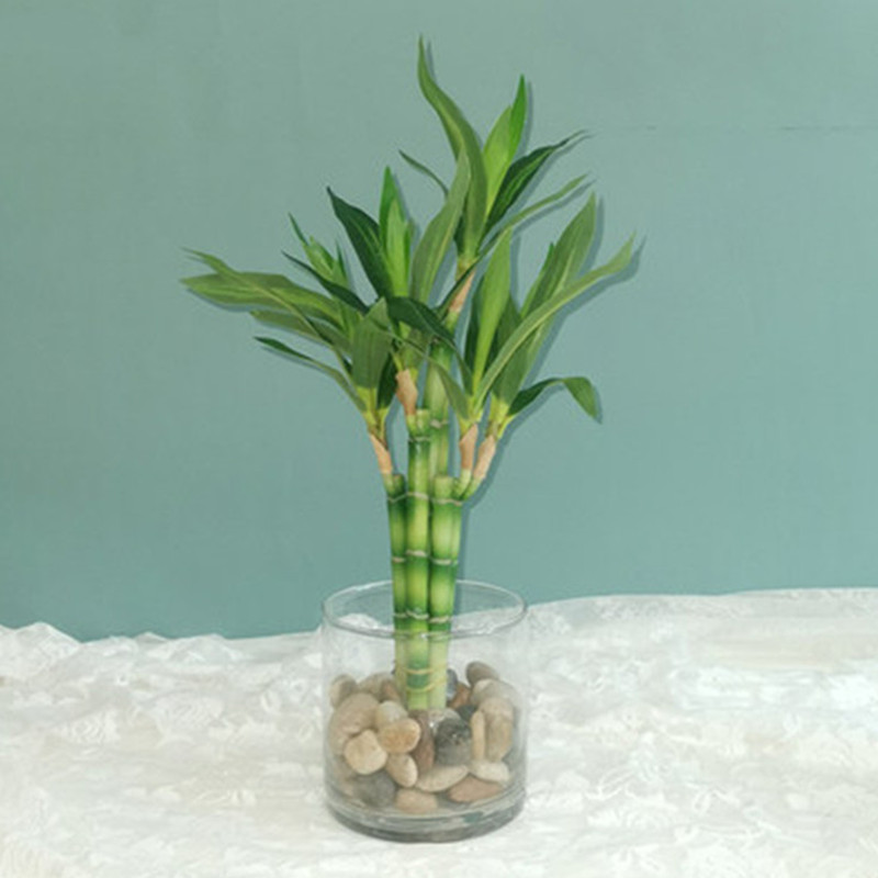 Echeveria Succulent - Nouvelle plante artificielle Bambou porte-bonheur de