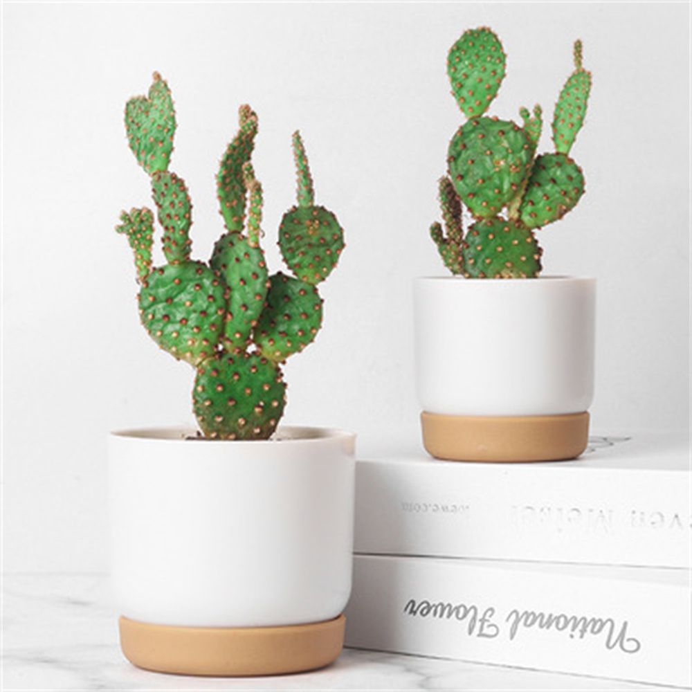 Pot de fleurs rond pour plante - Echeveria Succulent avis et prix